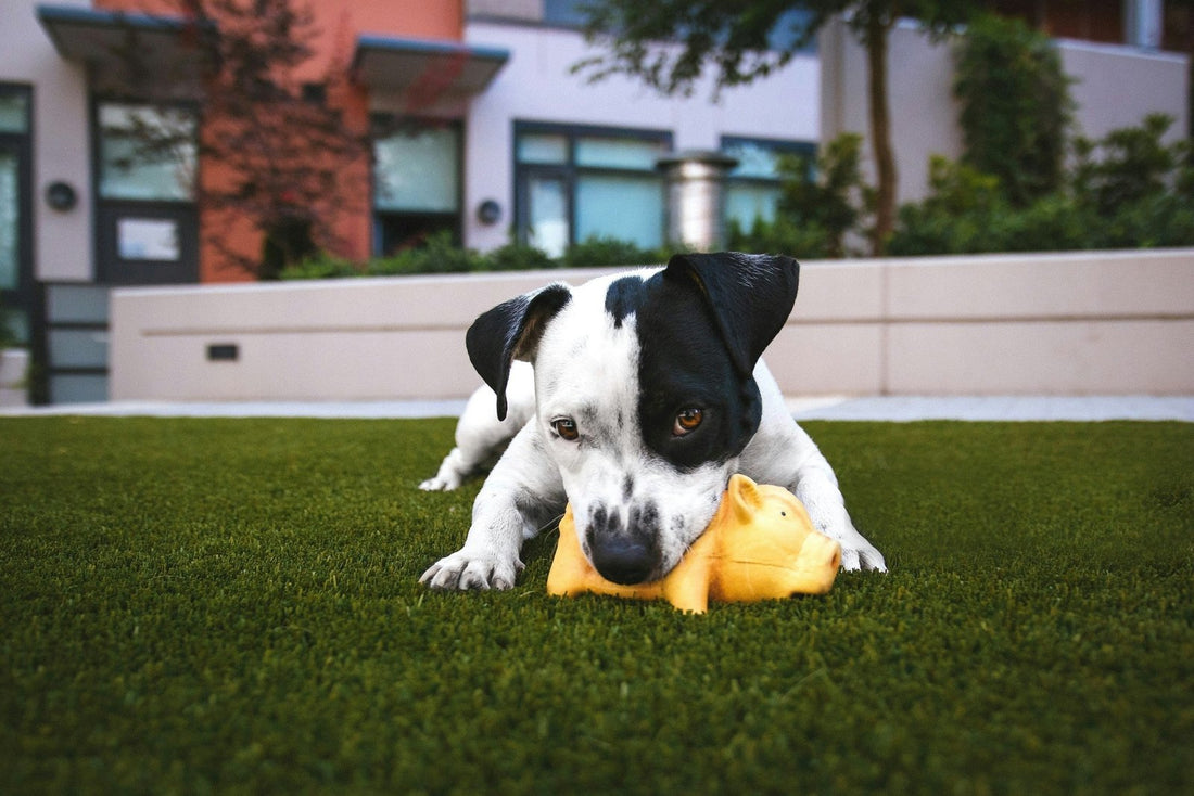Why You Should Buy Pet-Friendly Artificial Grass? - Lazy Tiles